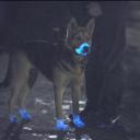 爱登堡讲述生命之光剧照