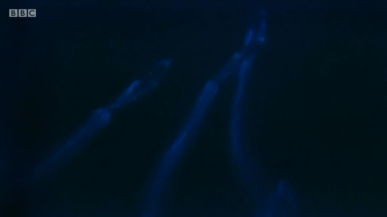 爱登堡讲述生命之光剧照的剧照