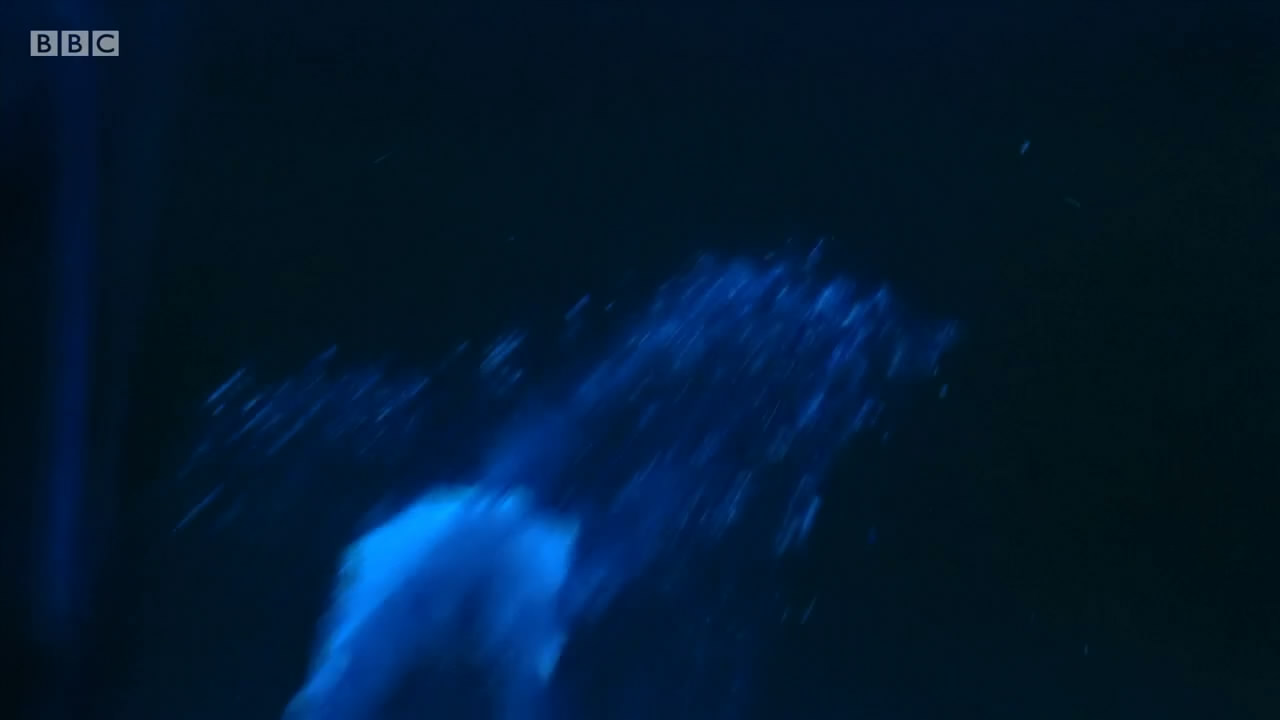 爱登堡讲述生命之光剧照的剧照