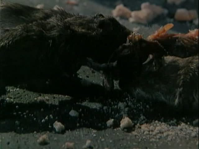 吹笛子的男人剧照的剧照