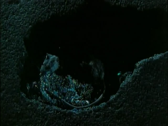 吹笛子的男人剧照的剧照