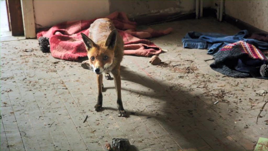 仙尼亚剧照的剧照