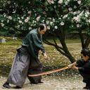 山茶花飘零剧照