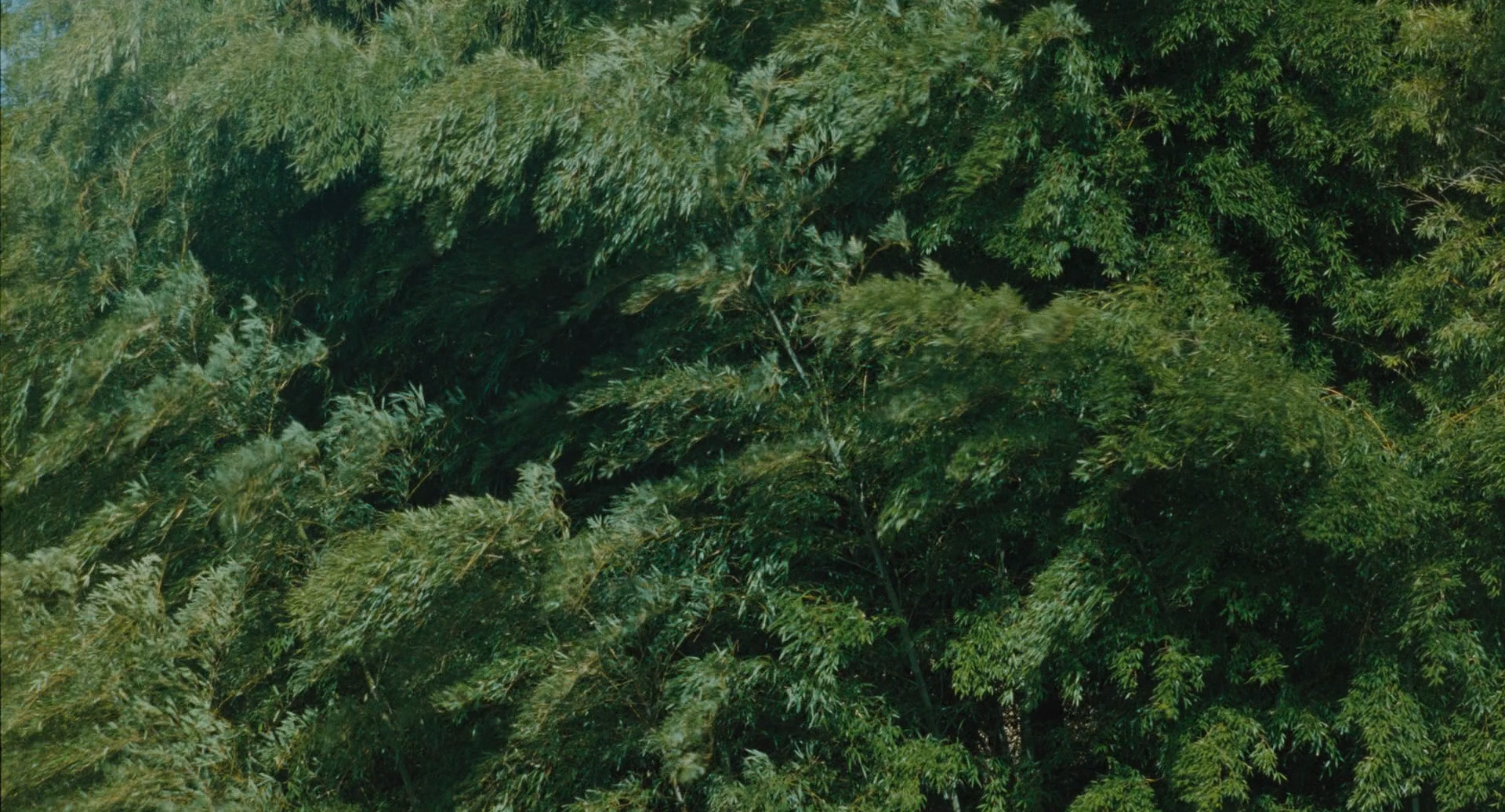 山茶花飘零剧照的剧照