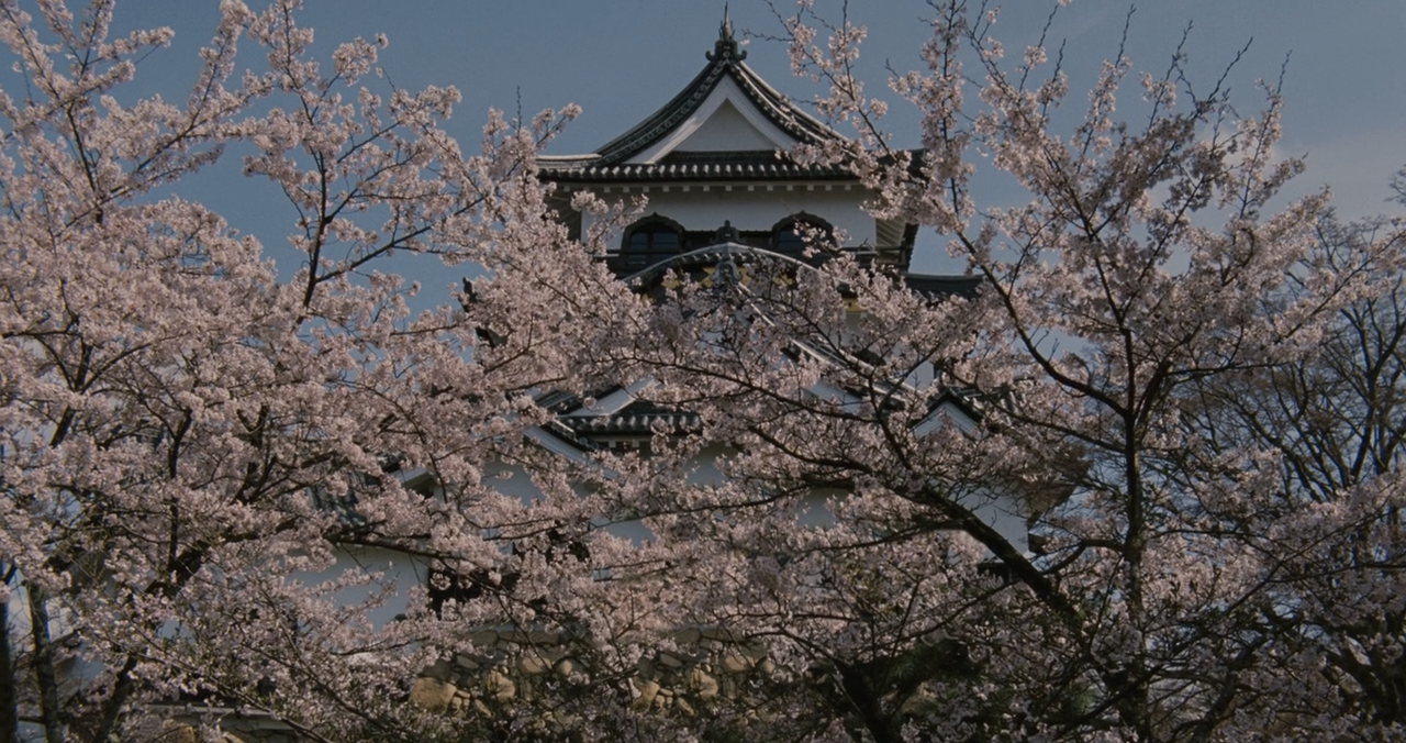 山茶花飘零剧照的剧照
