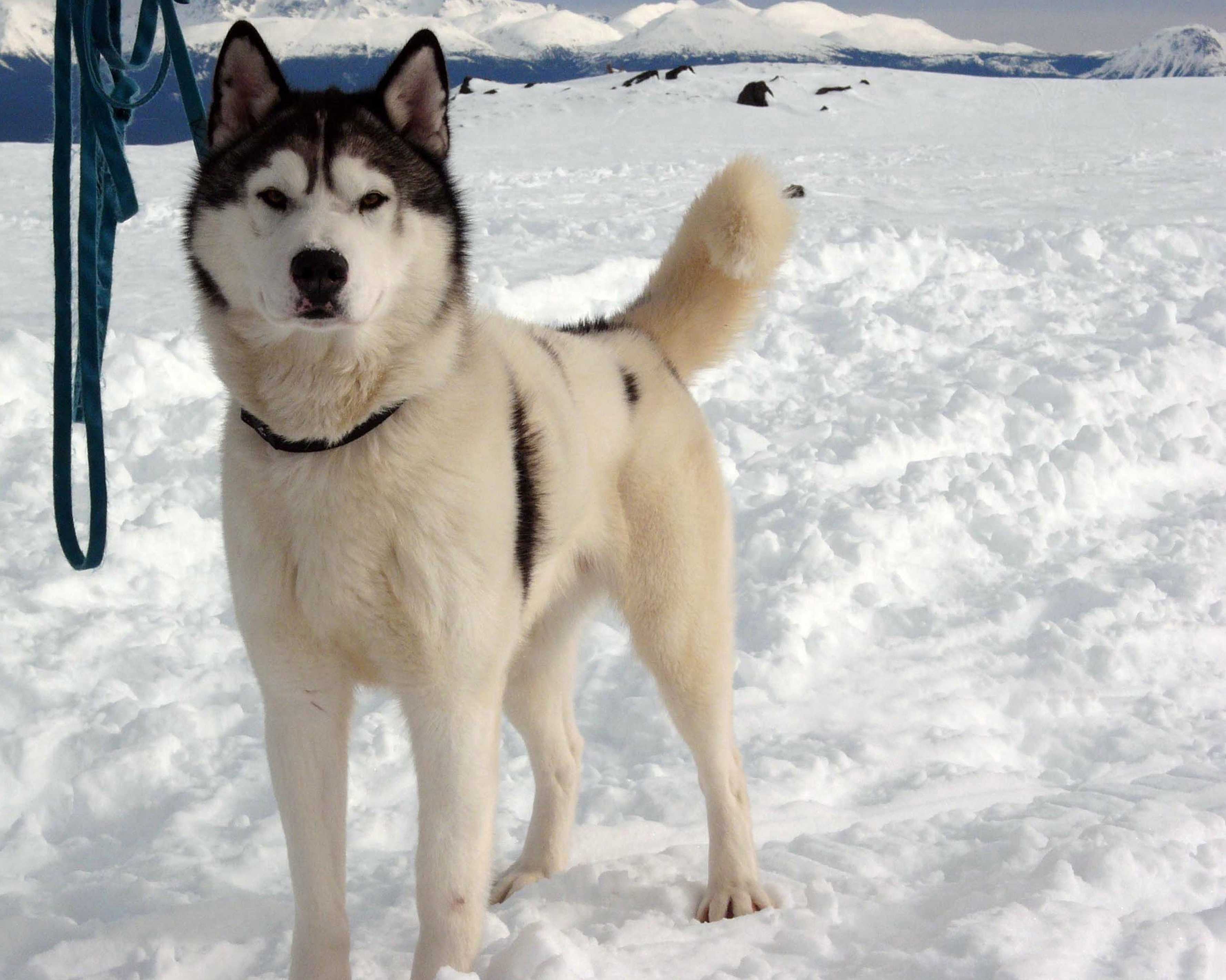 南极大冒险剧照的剧照