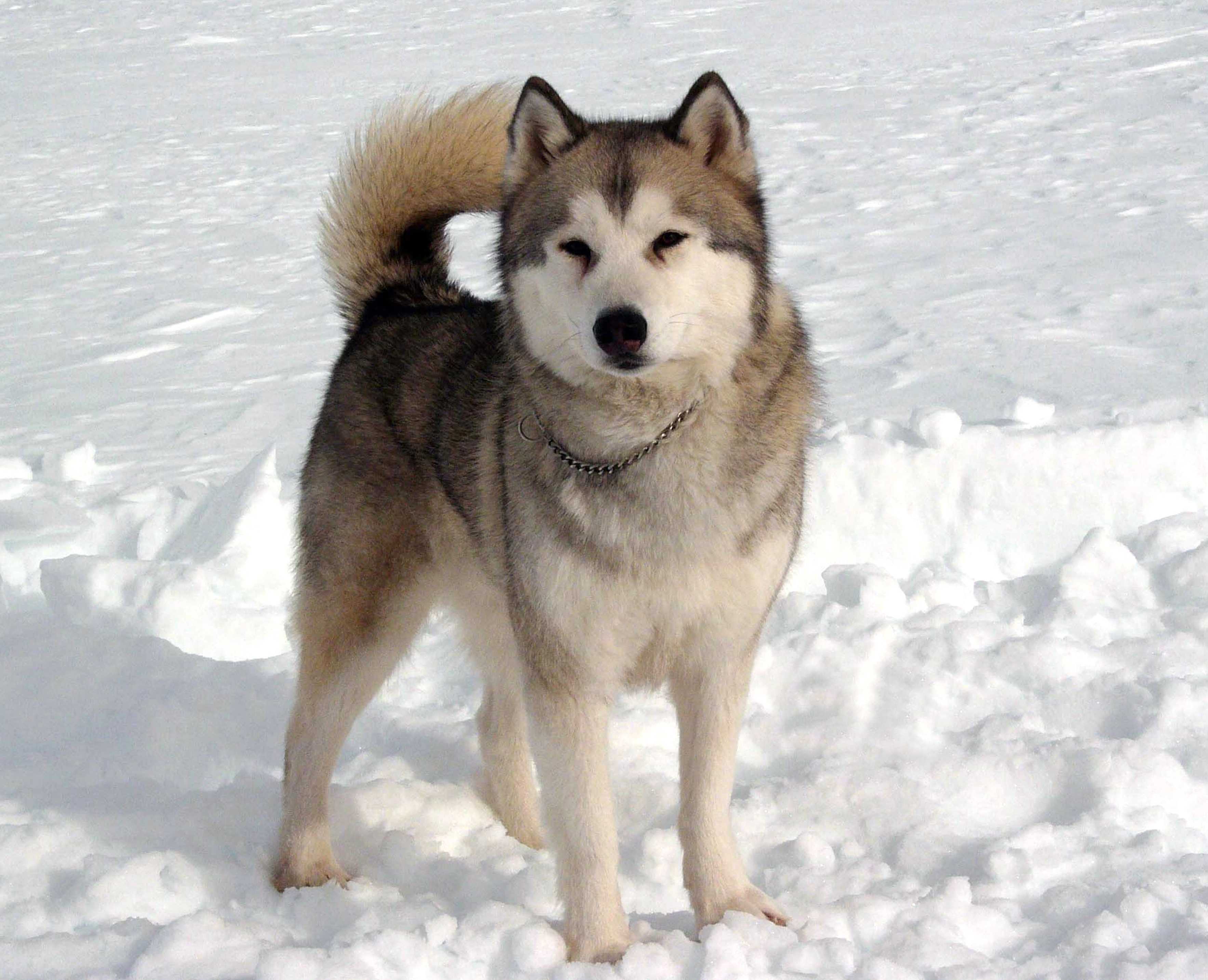 南极大冒险剧照的剧照