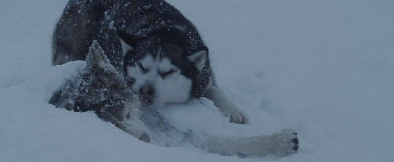 南极大冒险剧照的剧照