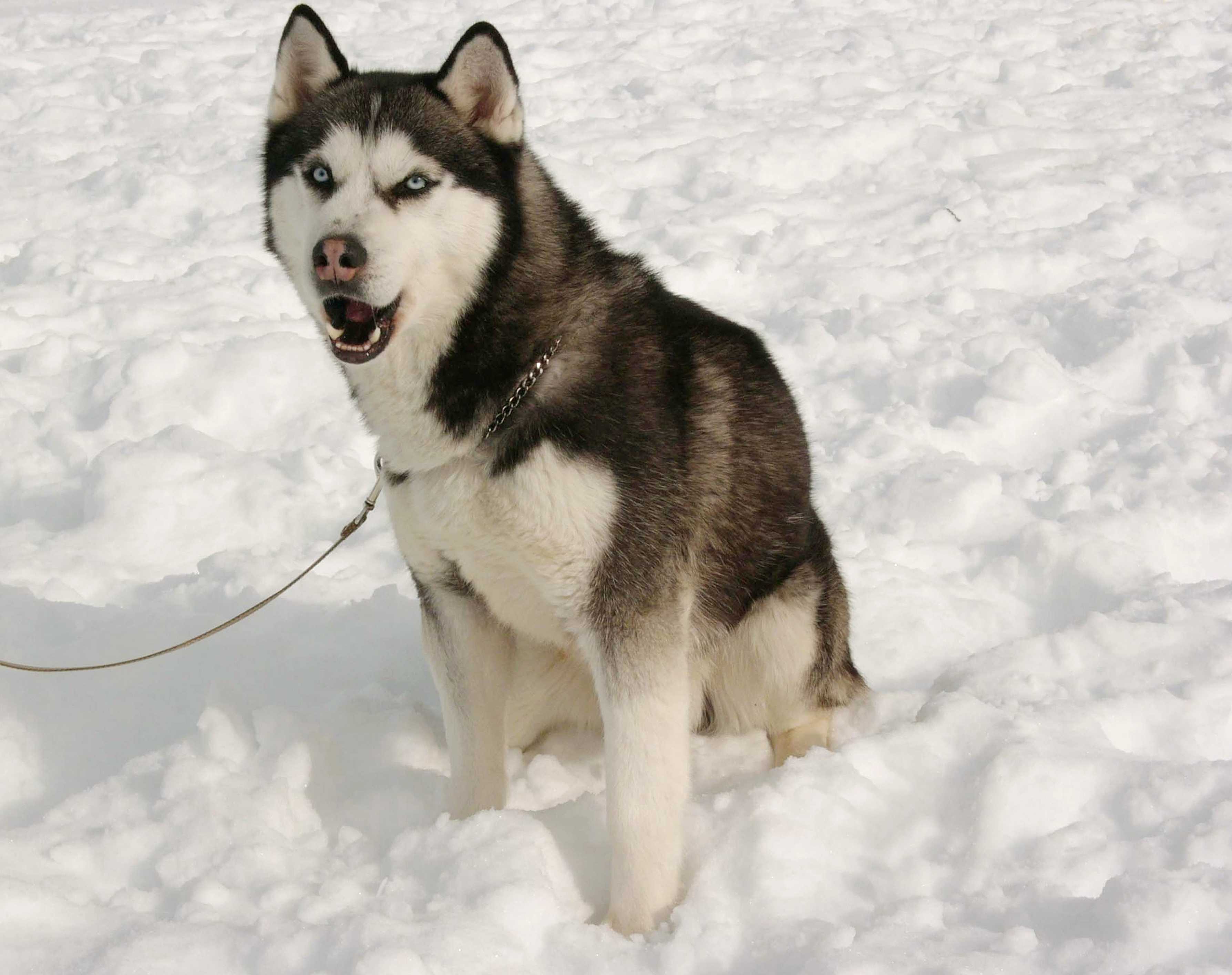 南极大冒险剧照的剧照