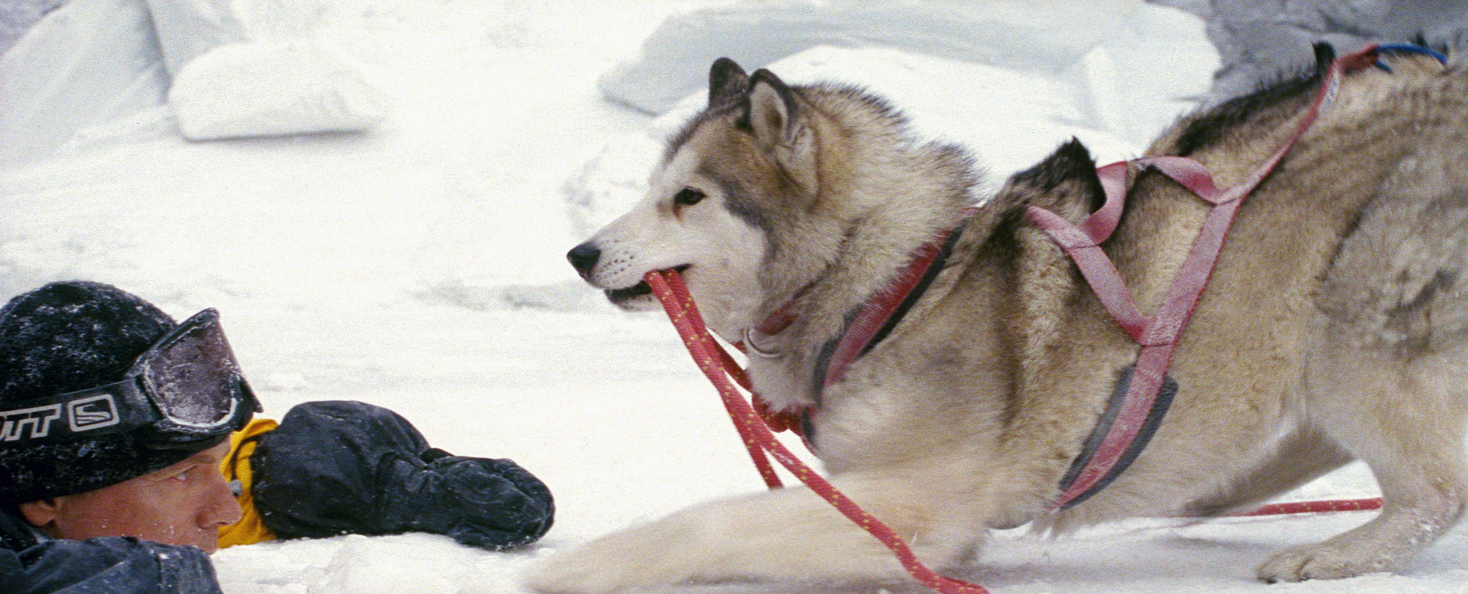 南极大冒险剧照的剧照