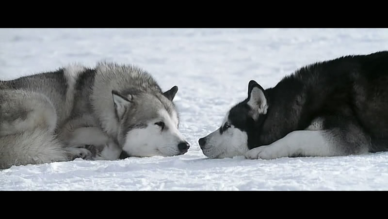 南极大冒险剧照的剧照