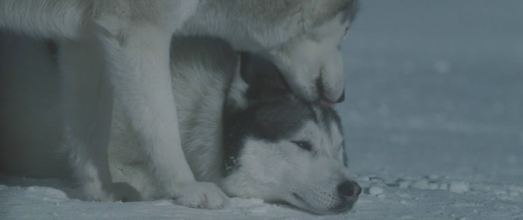 南极大冒险剧照的剧照