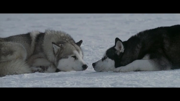 南极大冒险剧照的剧照
