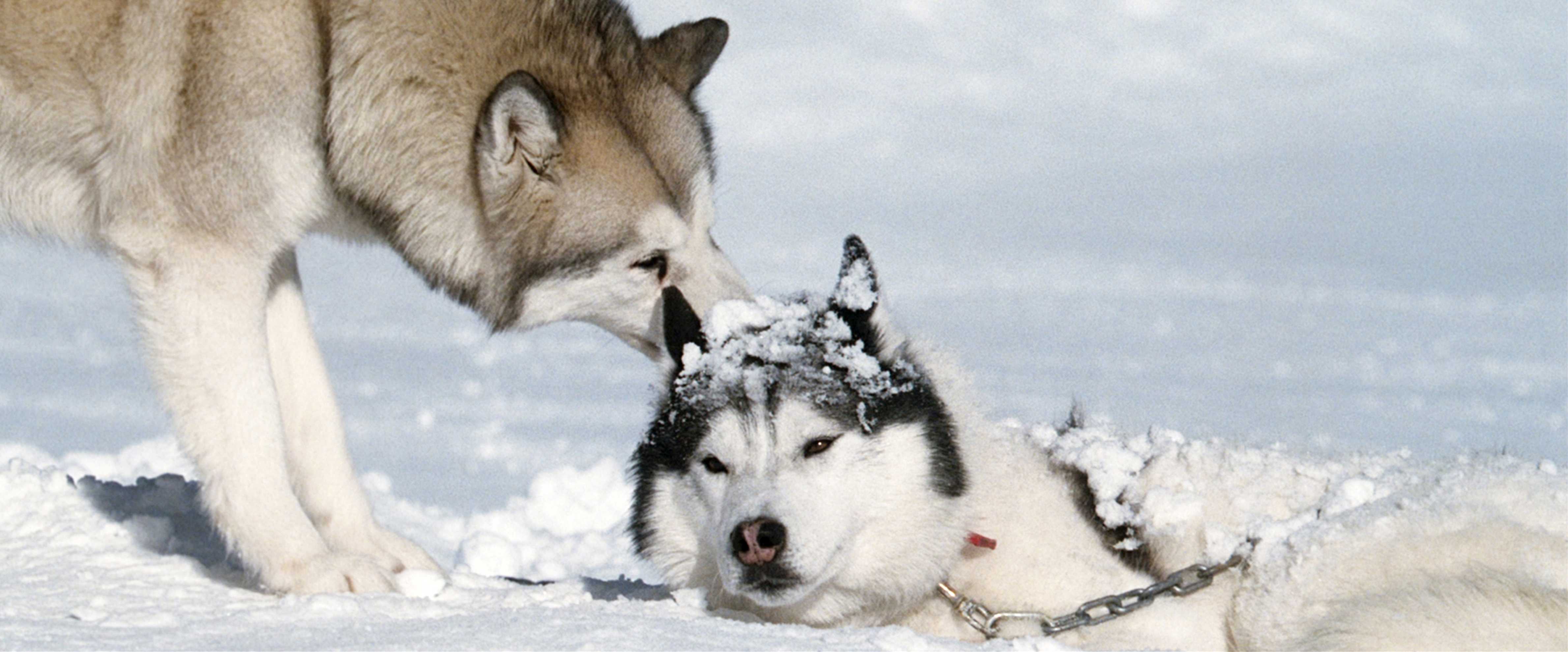 南极大冒险剧照的剧照