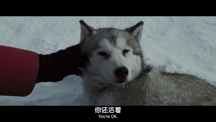 南极大冒险剧照的剧照