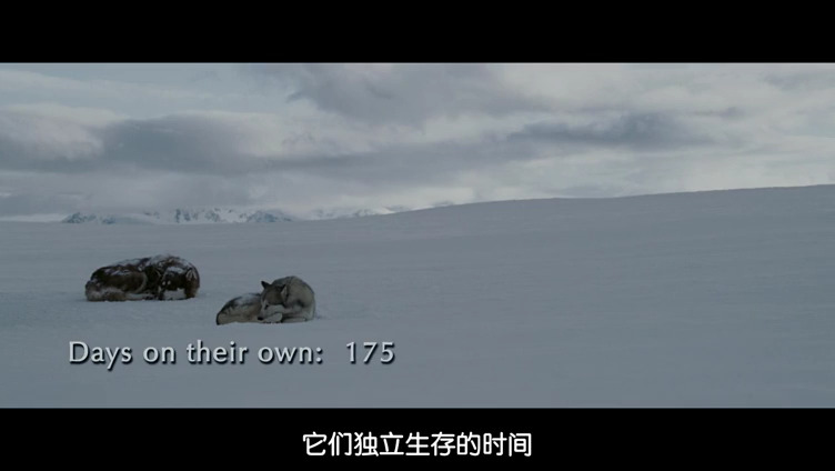 南极大冒险剧照的剧照