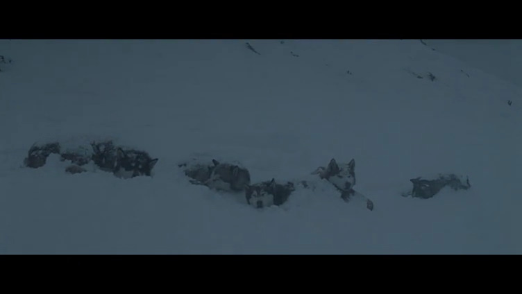 南极大冒险剧照的剧照