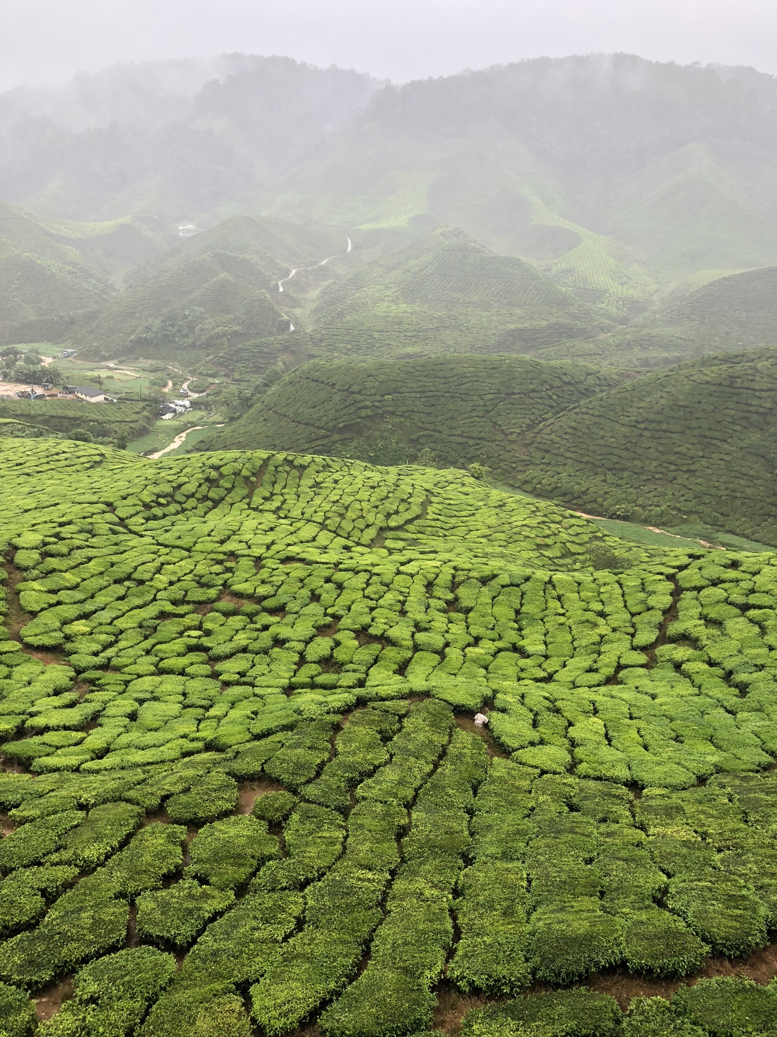 夕雾花园剧照的剧照