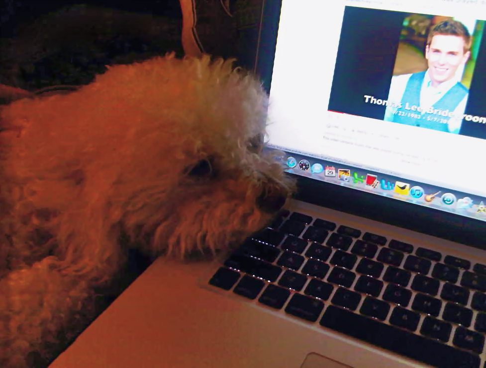 再见，我的新郎剧照的剧照