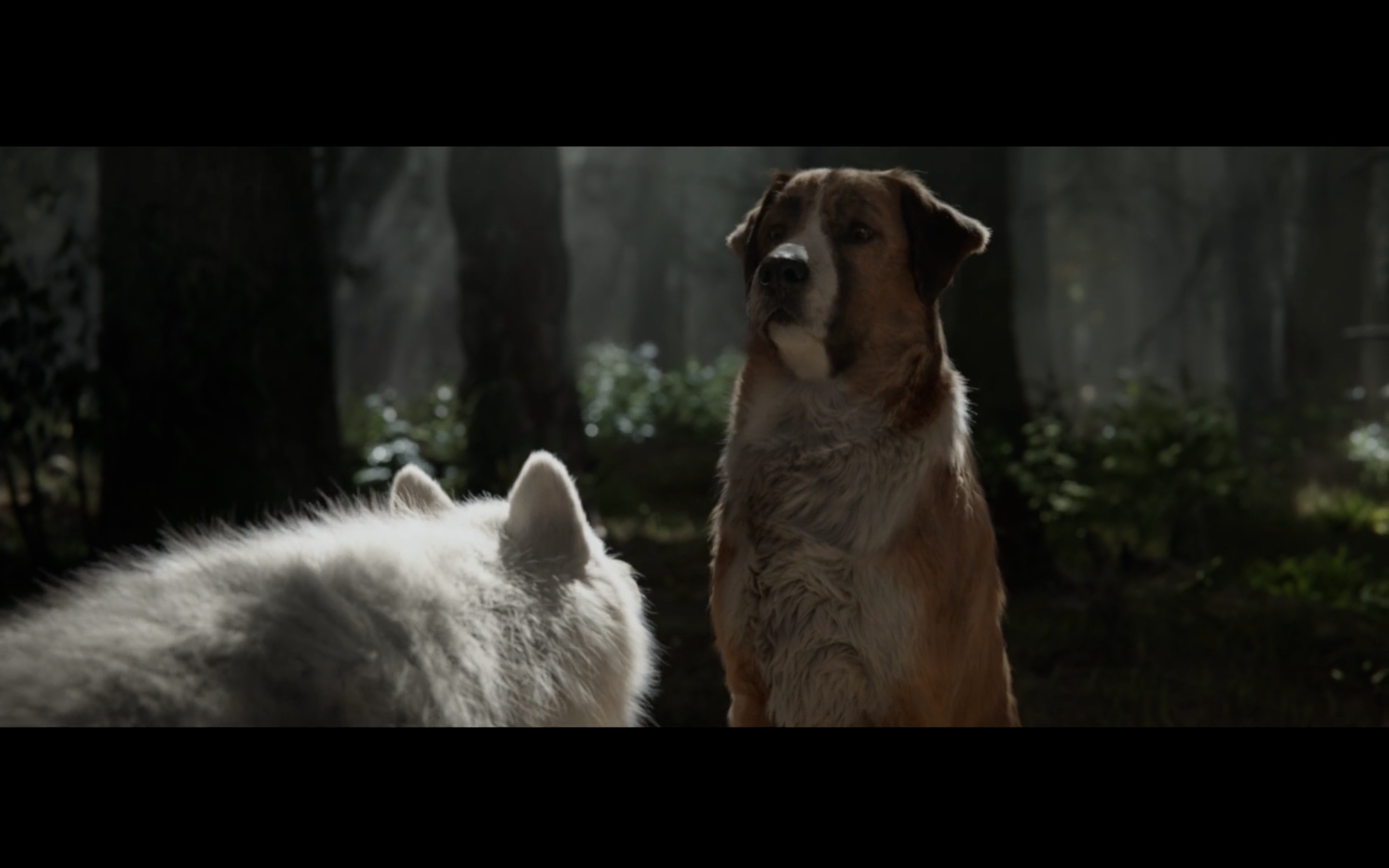 野性的呼唤剧照的剧照