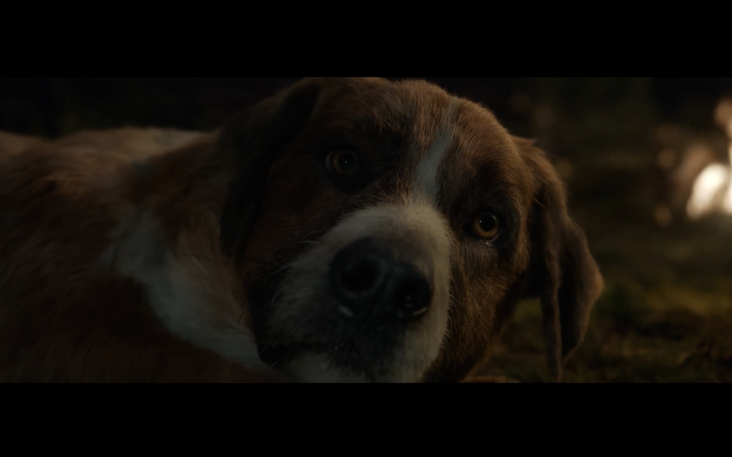 野性的呼唤剧照的剧照