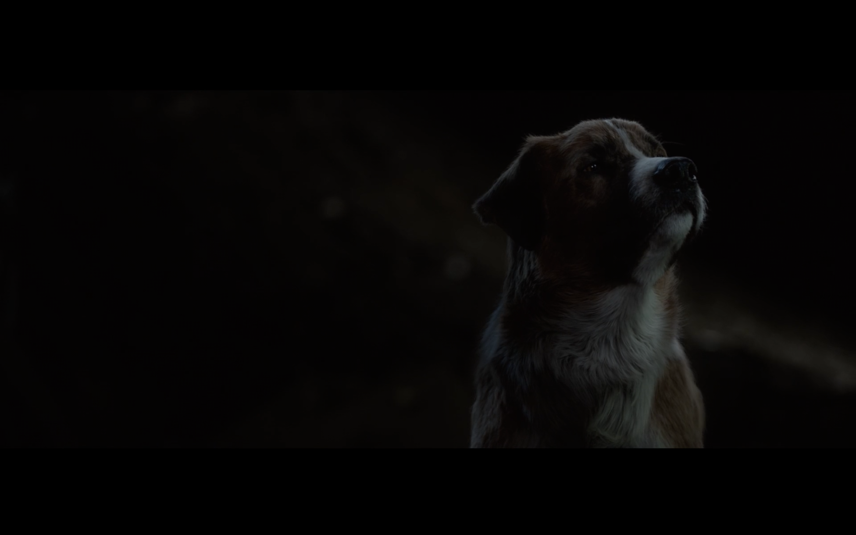 野性的呼唤剧照的剧照