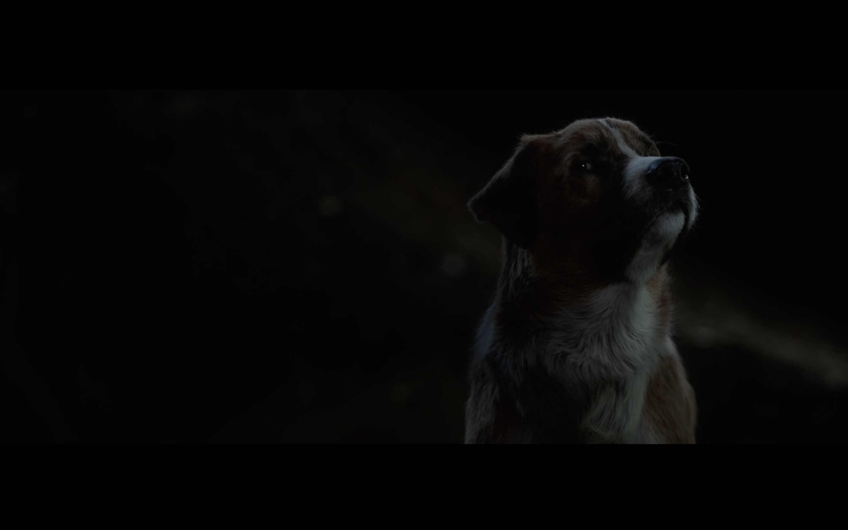 野性的呼唤剧照的剧照