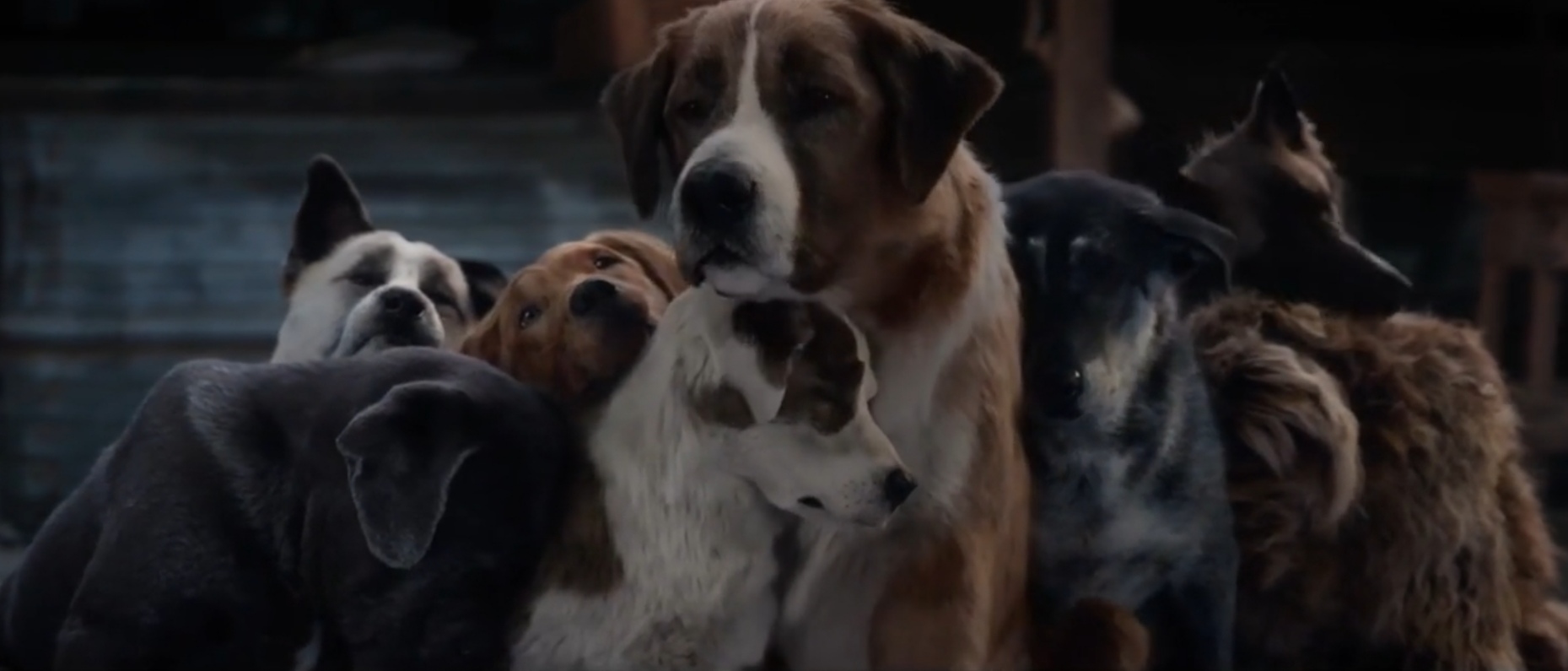 野性的呼唤剧照的剧照