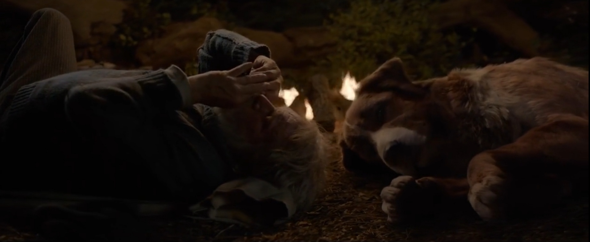 野性的呼唤剧照的剧照