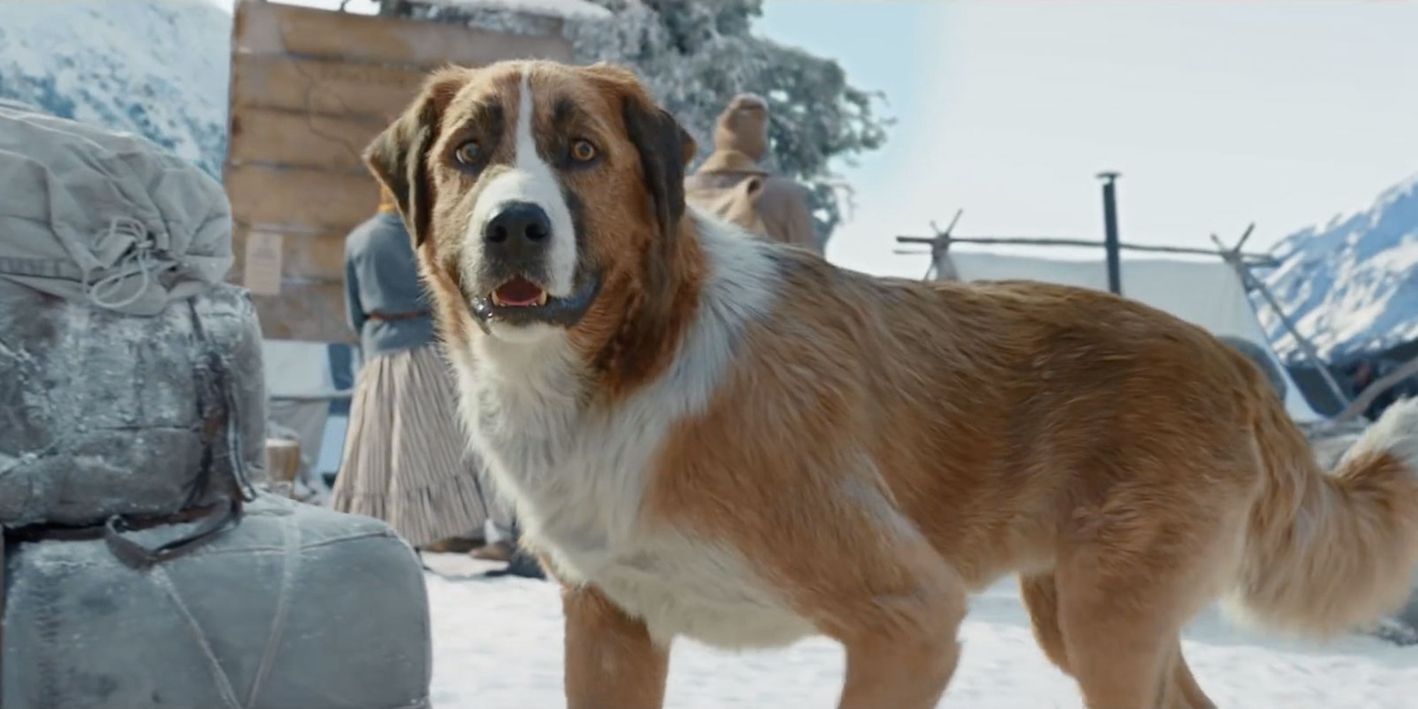 野性的呼唤剧照的剧照