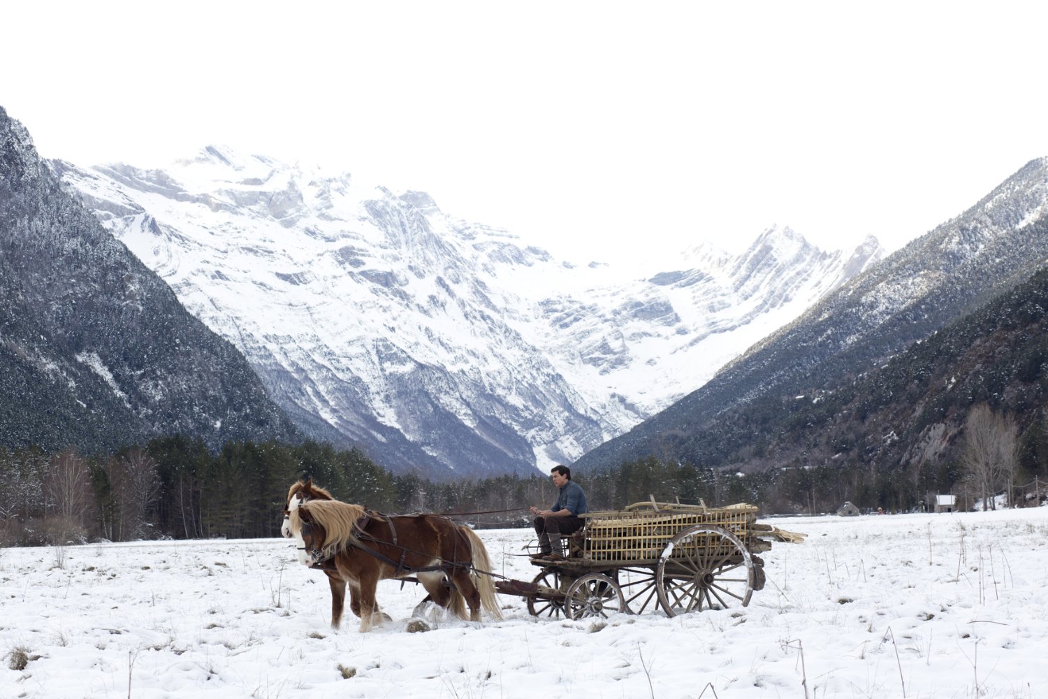 雪中的棕榈树剧照的剧照