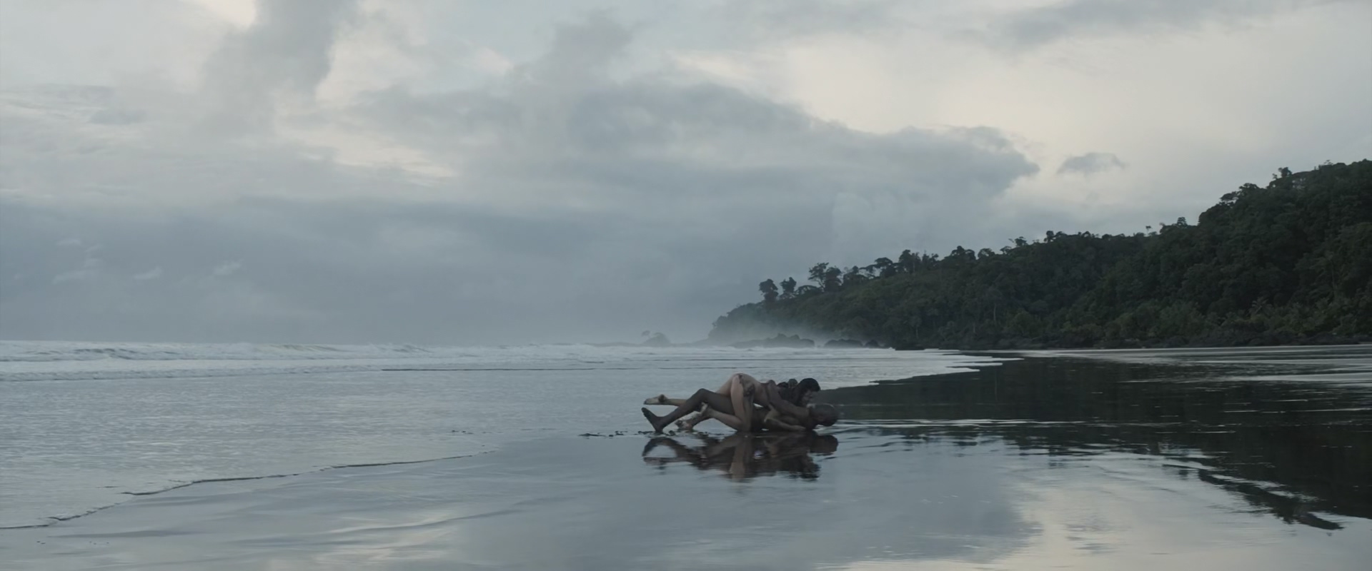 雪中的棕榈树剧照的剧照