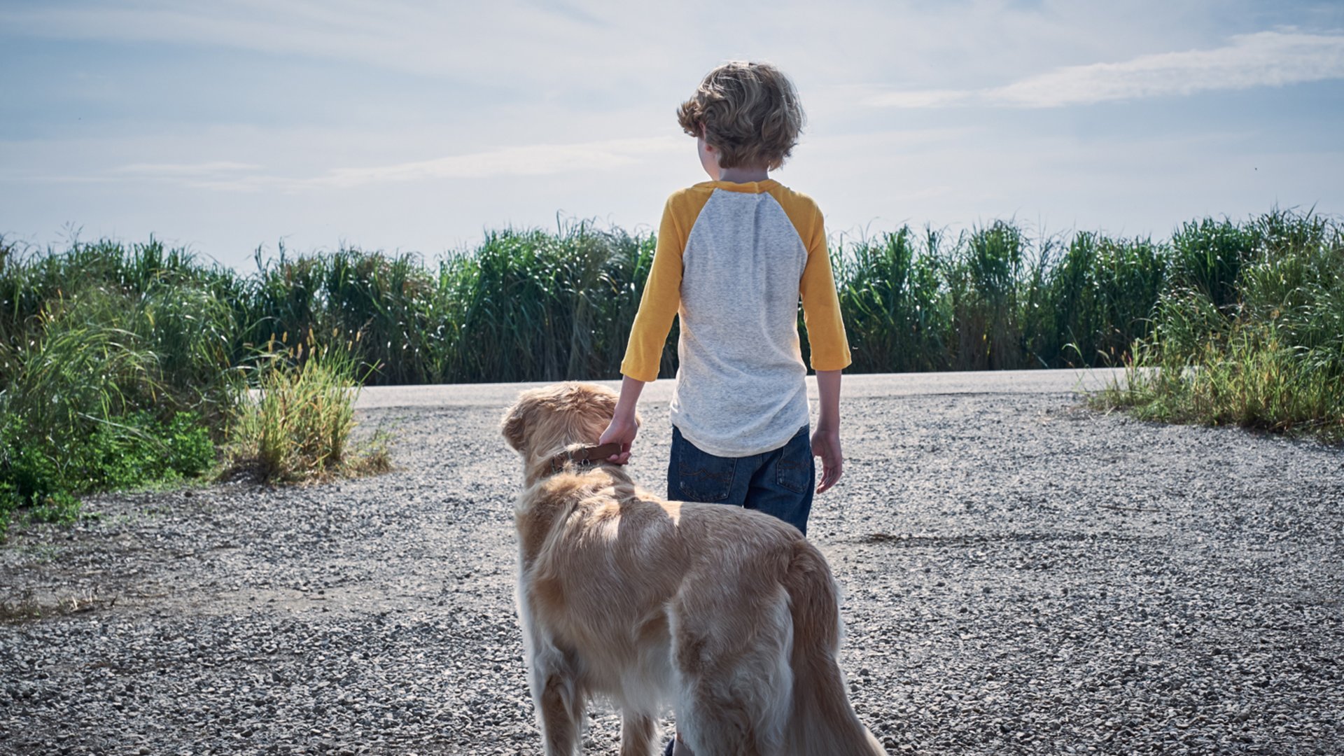 高草丛中剧照的剧照