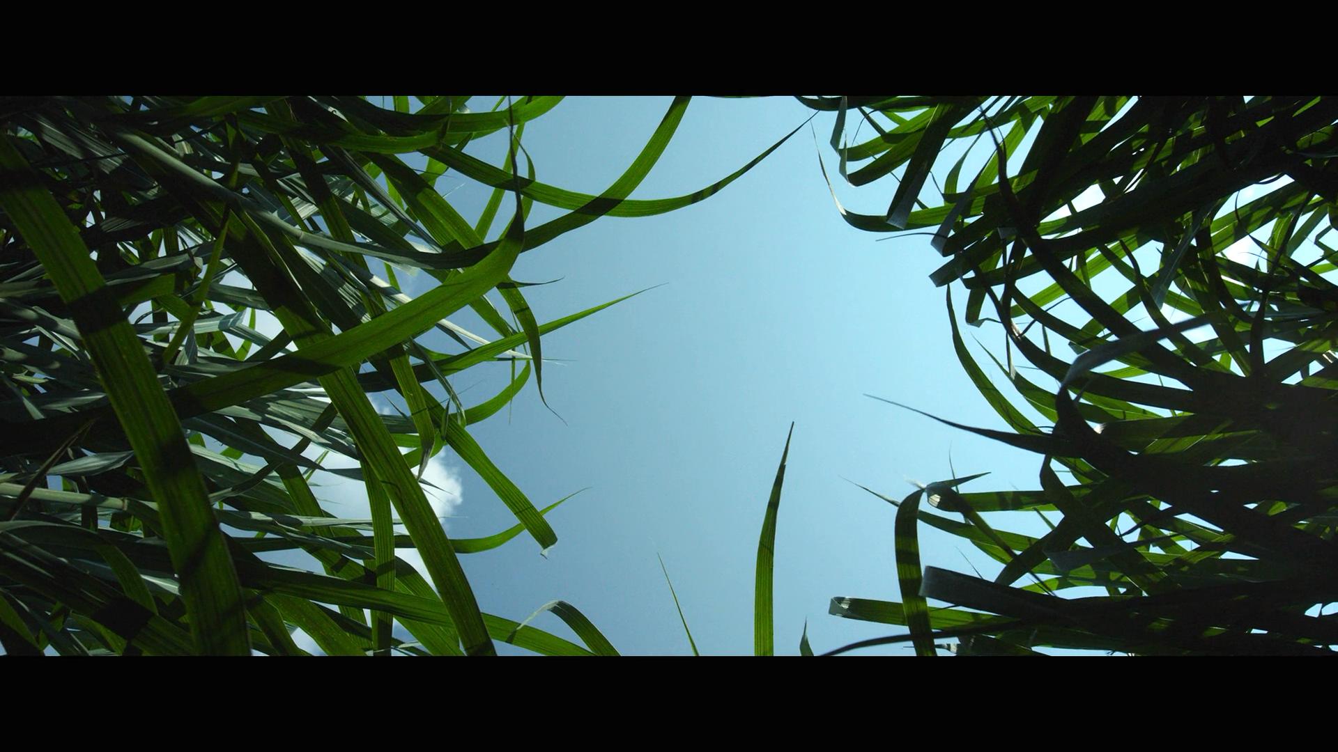 高草丛中剧照的剧照