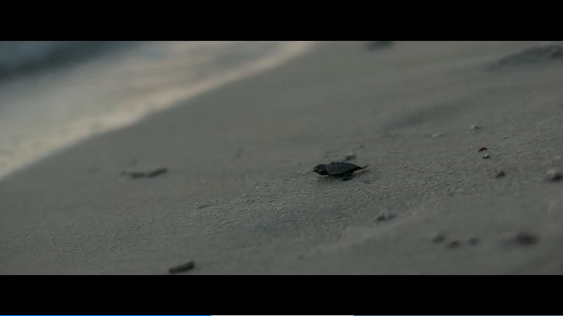 荒岛甜心剧照的剧照