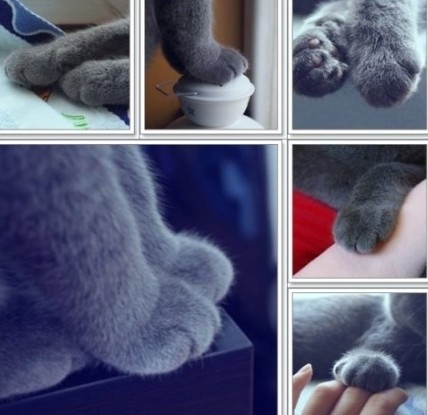 穿靴子的猫剧照的剧照