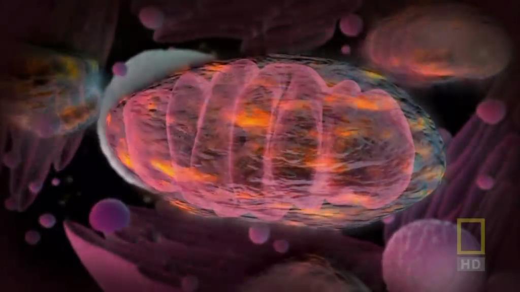 人体内旅行剧照的剧照