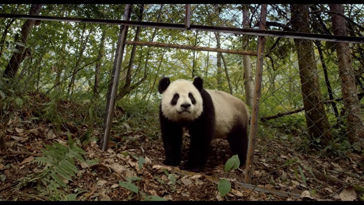 大熊猫剧照的剧照