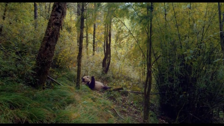 大熊猫剧照的剧照