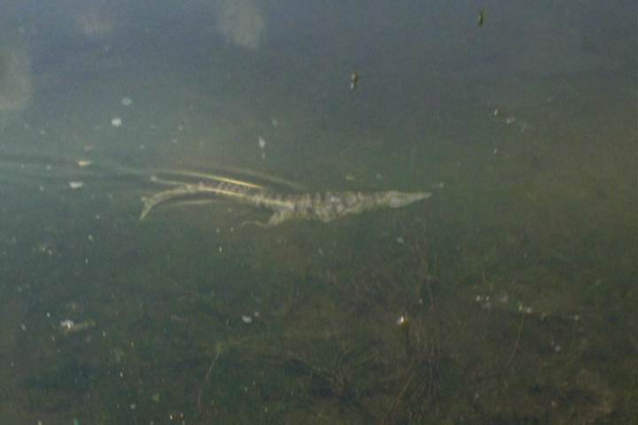 史前巨鳄3剧照的剧照