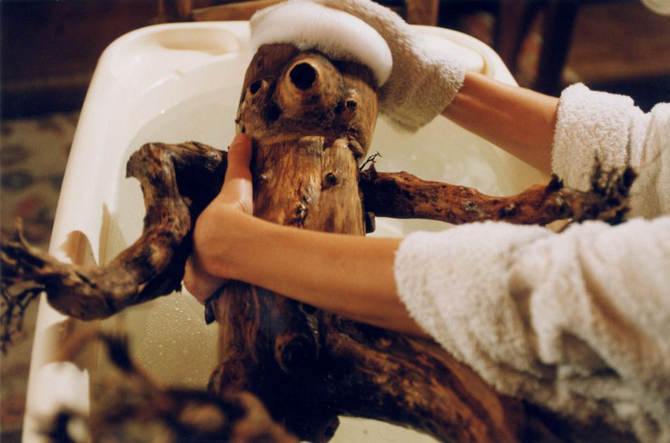 贪吃树剧照的剧照