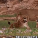 自然世界：沙漠狮剧照
