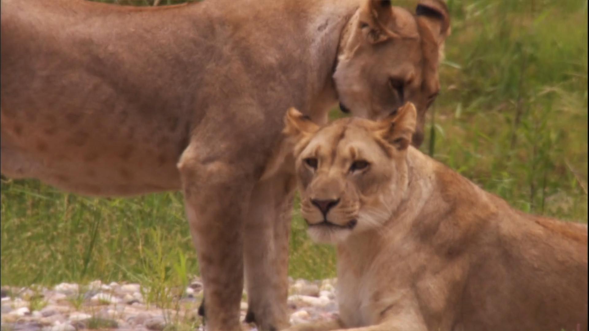 自然世界：沙漠狮剧照的剧照
