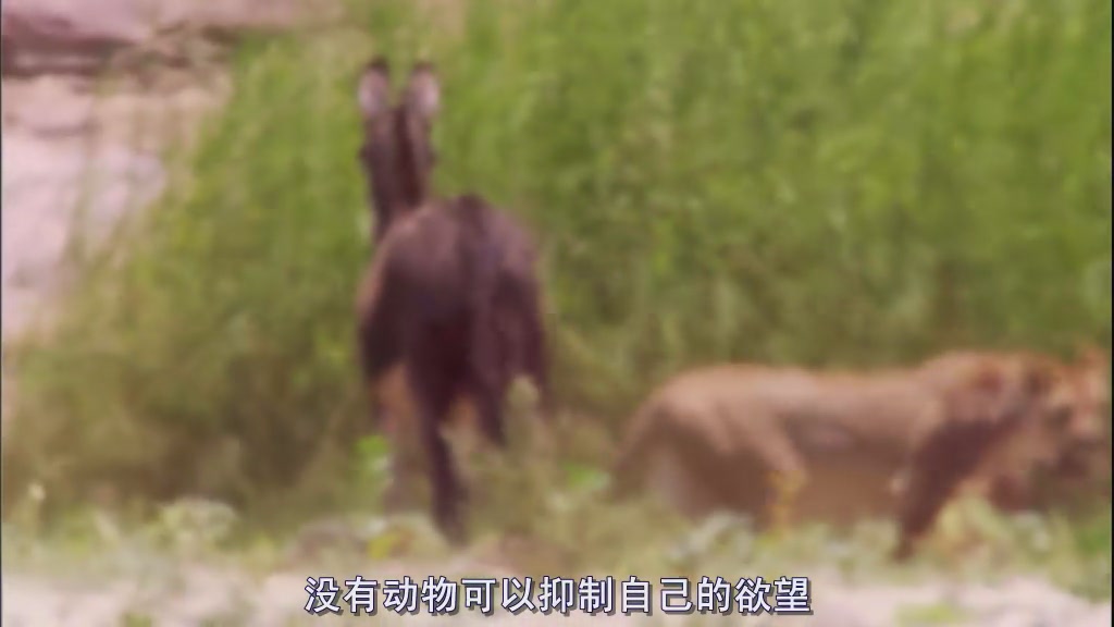 自然世界：沙漠狮剧照的剧照