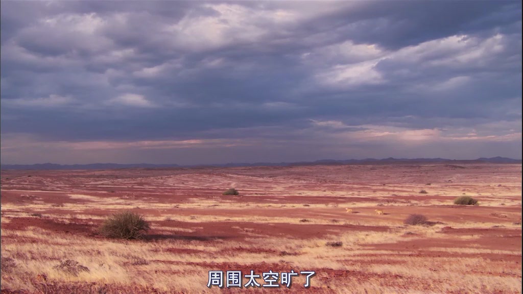 自然世界：沙漠狮剧照的剧照