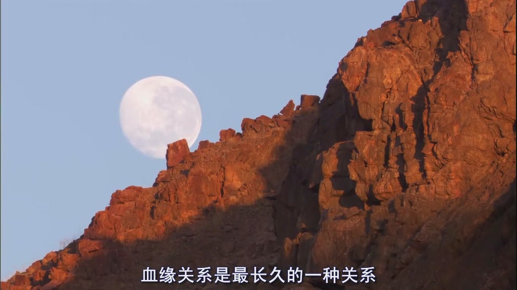 自然世界：沙漠狮剧照的剧照