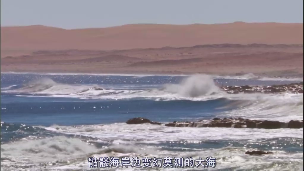 自然世界：沙漠狮剧照的剧照