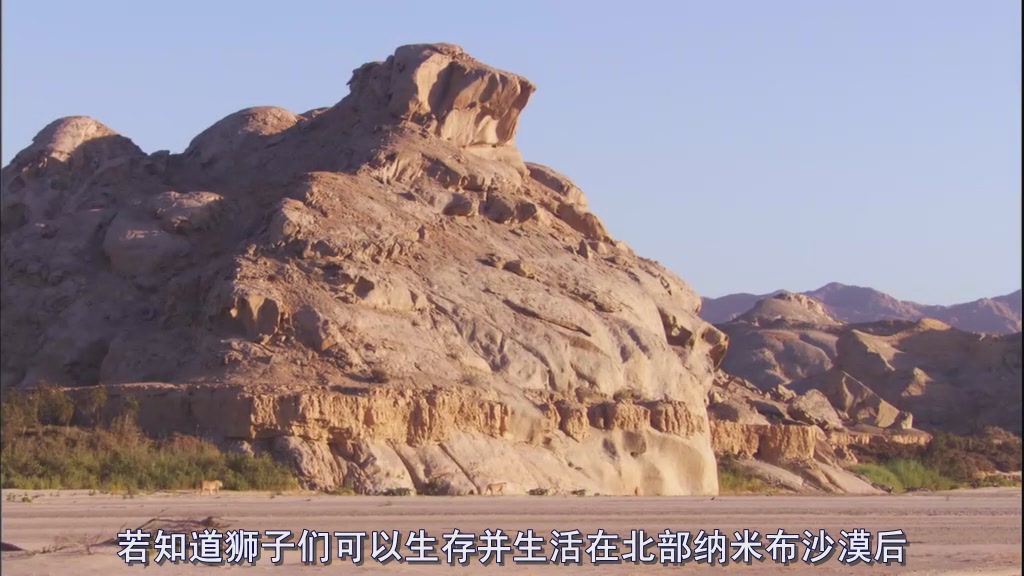 自然世界：沙漠狮剧照的剧照