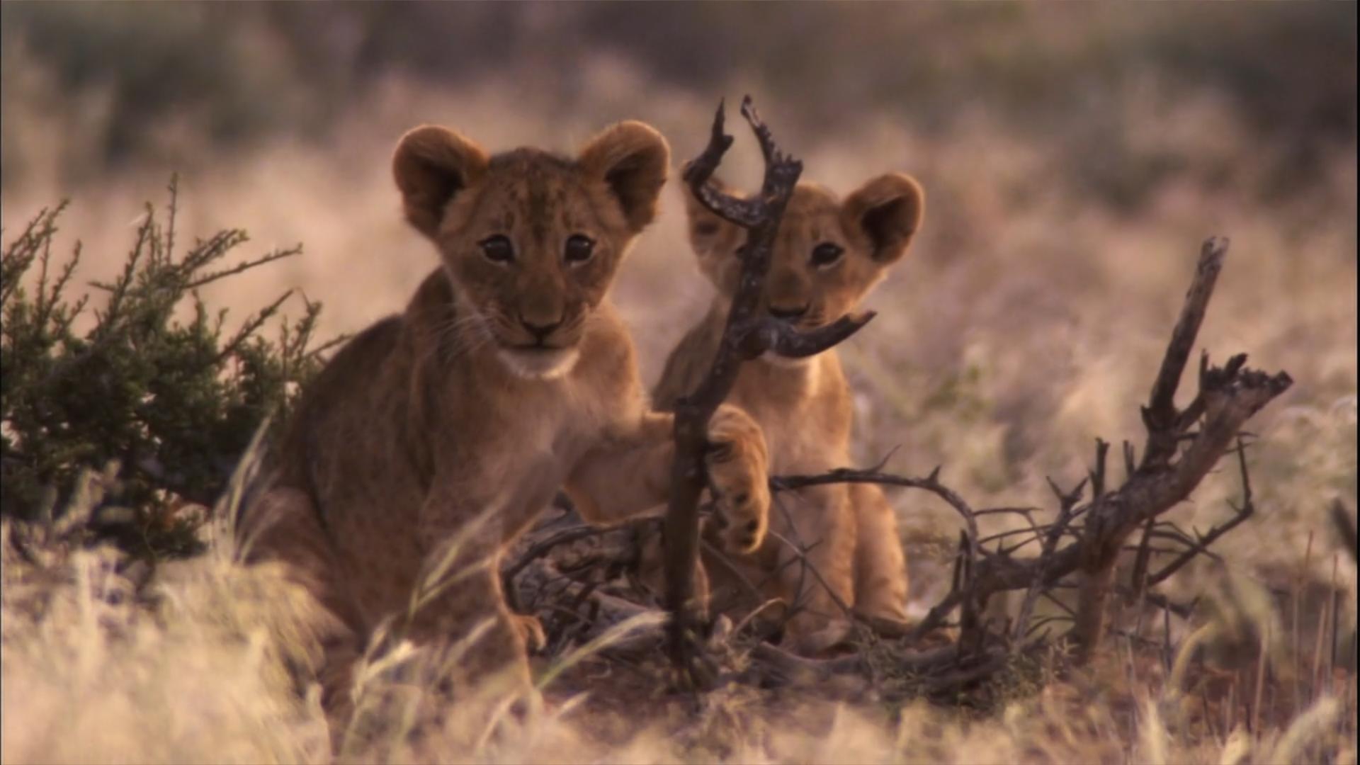 自然世界：沙漠狮剧照的剧照