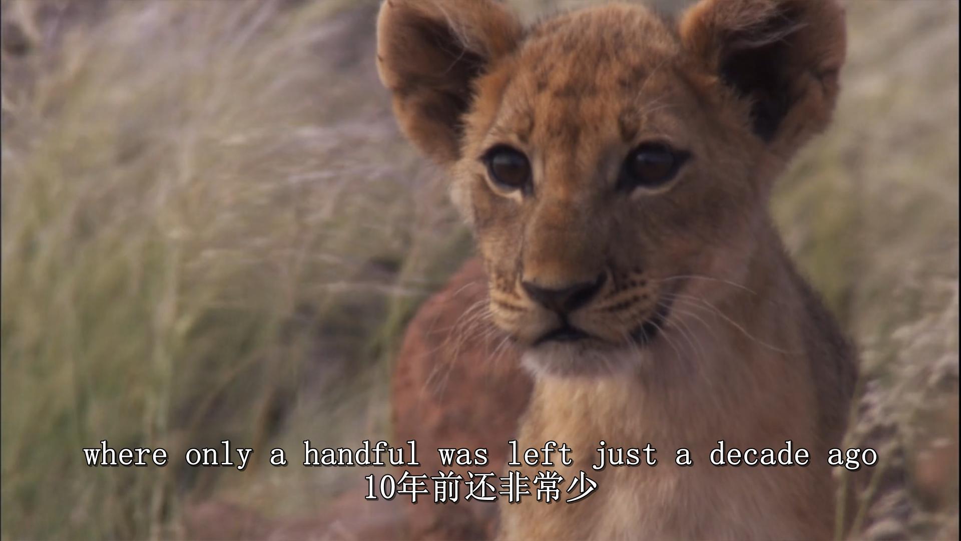 自然世界：沙漠狮剧照的剧照